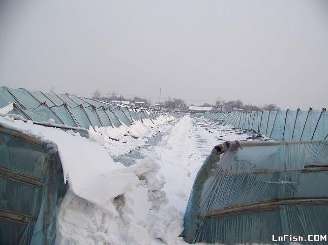 连续的大雪导致大棚都塌了