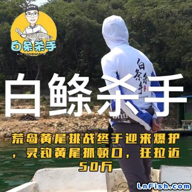 白条杀手 荒岛黄尾挑战终于迎来爆护，灵钓黄尾抓顿口，狂拉近50斤